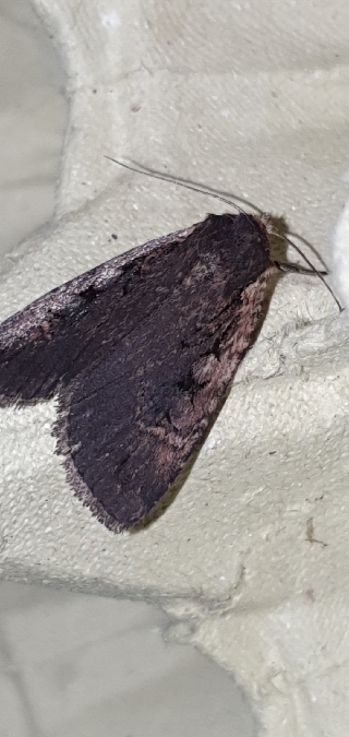 Eugraphe sigma  - Melchior Viallet