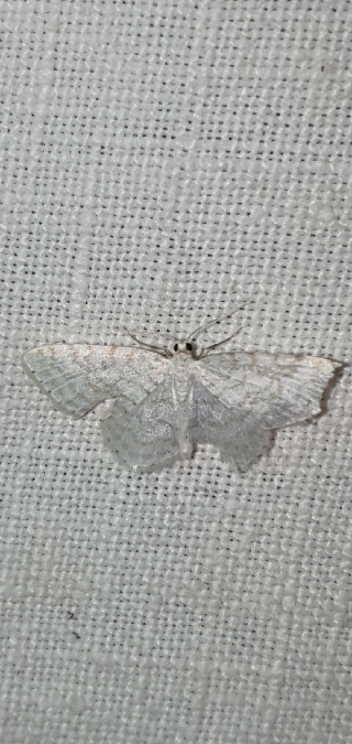 Asthena albulata  - Melchior Viallet