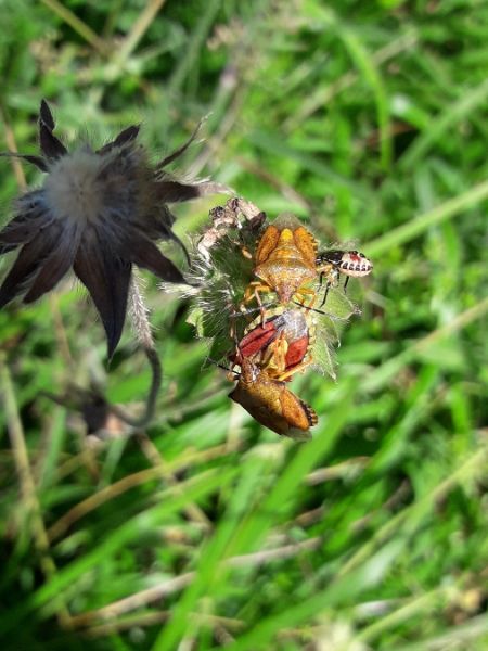 Carpocoris purpureipennis  - Sylvain Lethuillier