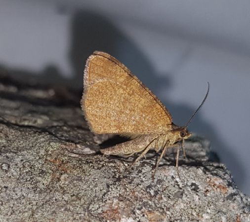 Macaria brunneata  - Thomas Lux