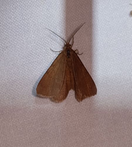 Macaria brunneata  - Thomas Lux