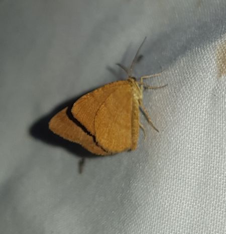 Macaria brunneata  - Thomas Lux