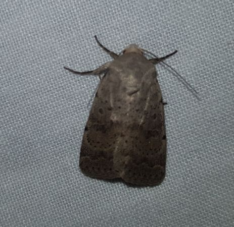Hoplodrina respersa  - Thomas Lux