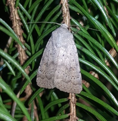 Hoplodrina respersa  - Thomas Lux
