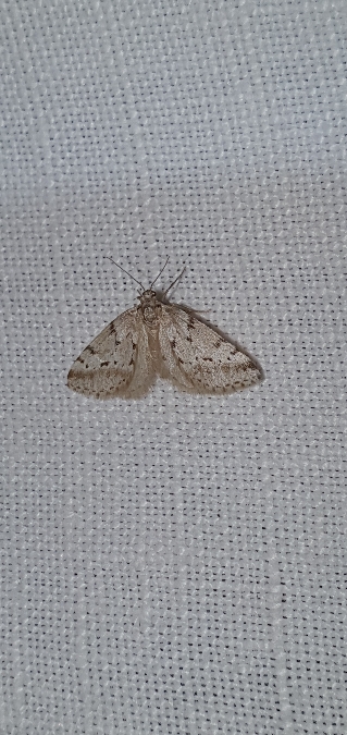 Tephronia oranaria  - Melchior Viallet