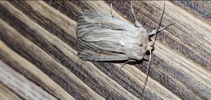 Leucania comma  - Melchior Viallet