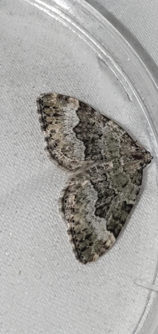 Colostygia aptata  - Melchior Viallet