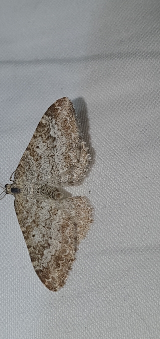 Epirrhoe molluginata  - Melchior Viallet