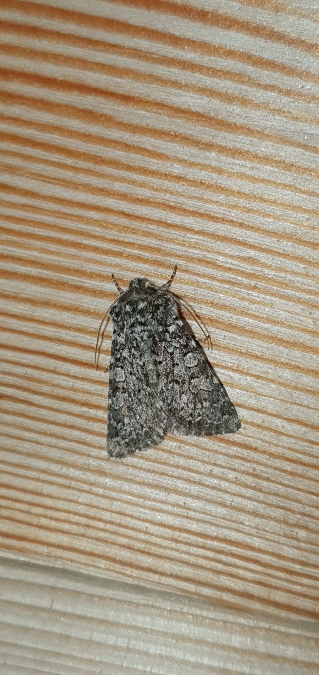 Hadena tephroleuca  - Melchior Viallet