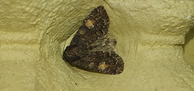 Apamea rubrirena  - Melchior Viallet
