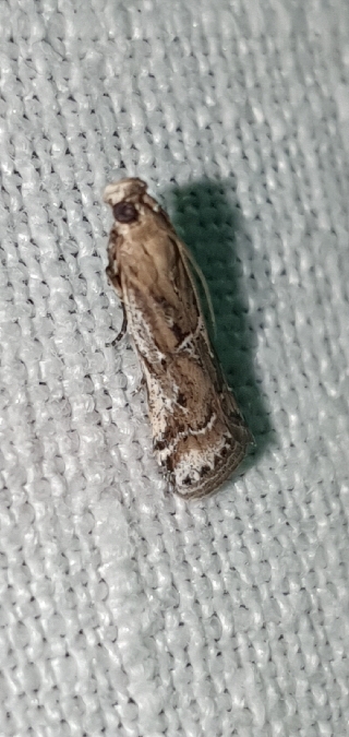 Pempeliella ardosiella  - Melchior Viallet