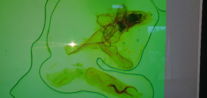 Pempeliella ardosiella  - Melchior Viallet