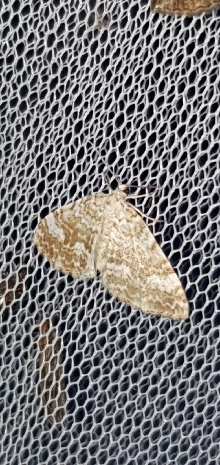 Perizoma flavofasciata  - Melchior Viallet