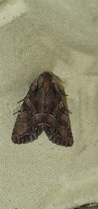 Lacanobia aliena  - Melchior Viallet