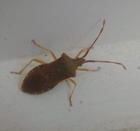 Gonocerus acuteangulatus 