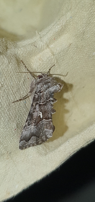 Syngrapha ain  - Melchior Viallet