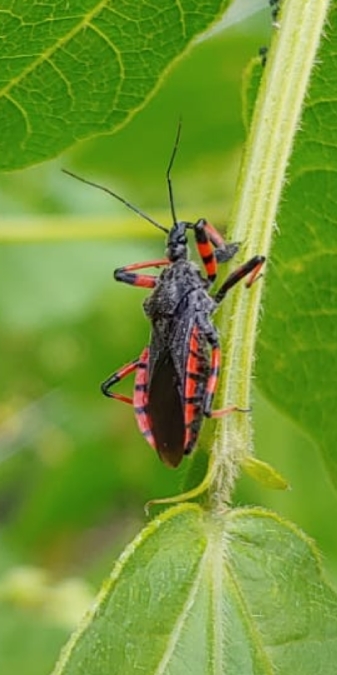 Rhynocoris annulatus 
