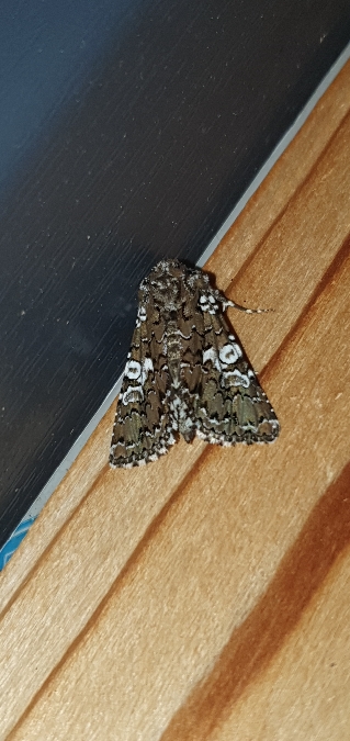 Hadena albimacula  - Melchior Viallet