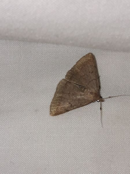 Zanclognatha lunalis  - Sylvain Lethuillier