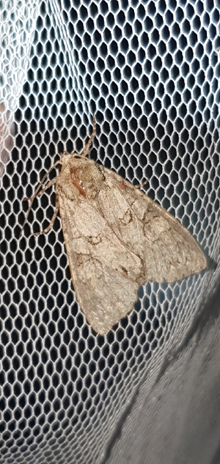 Polia nebulosa  - Melchior Viallet