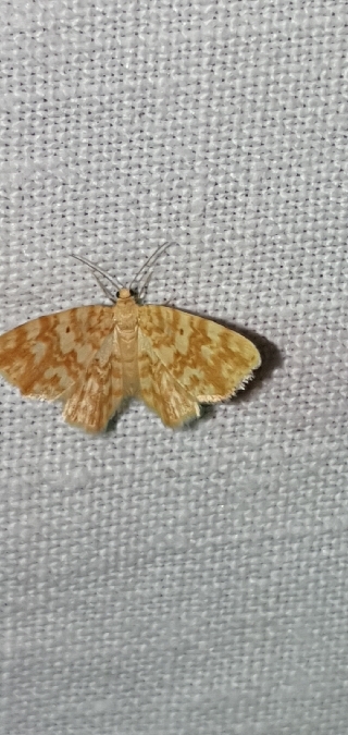 Hydrelia flammeolaria  - Melchior Viallet