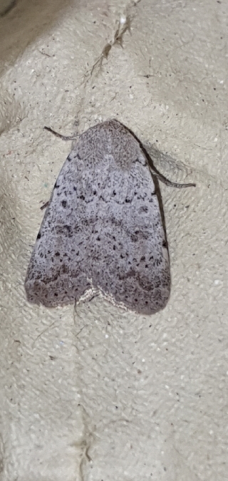 Hoplodrina respersa  - Melchior Viallet