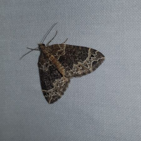 Ecliptopera silaceata  - Thomas Lux