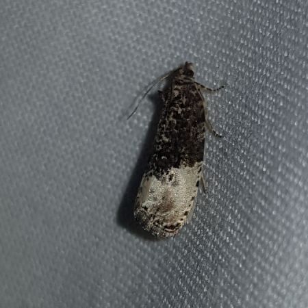 Hedya nubiferana  - Thomas Lux