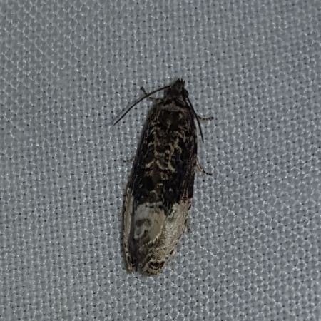 Hedya nubiferana  - Thomas Lux