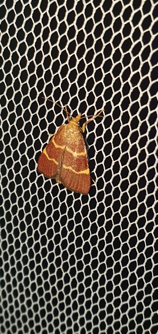 Herculia rubidalis  - Melchior Viallet