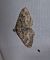 Epirrhoe molluginata  - Thomas Lux