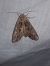 Apamea monoglypha  - Thomas Lux
