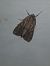 Apamea monoglypha  - Thomas Lux