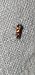 Micropterix aglaella  - Melchior Viallet
