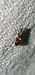 Micropterix aglaella  - Melchior Viallet