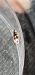 Micropterix aglaella  - Melchior Viallet