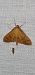 Pleuroptya balteata  - Melchior Viallet