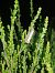 Catoptria margaritella  - Thomas Lux