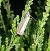 Catoptria margaritella  - Thomas Lux
