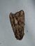 Apamea monoglypha  - Thomas Lux