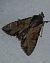 Apamea crenata  - Thomas Lux