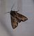 Apamea crenata  - Thomas Lux