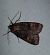 Diarsia brunnea  - Thomas Lux