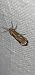 Brachodes funebris  - Melchior Viallet