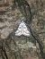 Nymphula nitidulata  - Thomas Lux