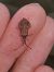 Haploprocta sulcicornis  - Thomas Lux