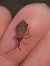 Haploprocta sulcicornis  - Thomas Lux