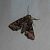 Oligia sp.  - Thomas Lux