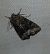 Oligia sp.  - Thomas Lux
