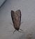 Pachycnemia hippocastanaria  - Thomas Lux